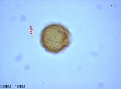 ISEM 1/Equisetum_bogotense_82284/Equisetum_bogotense_82284_0001(copy)_thumb.jpg